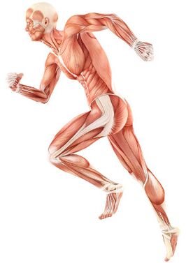 Vi phạm sự mất giá thần kinh cơ